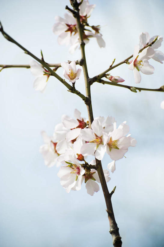 无人,竖图,室外,特写,白天,正面,美景,树林,植物,许多,阴影,朦胧,模糊,盛开,光线,影子,景观,花蕾,花,花瓣,花朵,鲜花,树,树木,绿色,白色,阳光,自然,花苞,花蕊,景色,生长,成长,自然风光,杏树,彩图