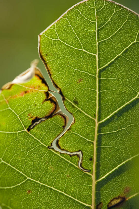 无人,竖图,室外,特写,白天,正面,旅游,度假,美景,叶子,一片,阴影,朦胧,模糊,残缺,光线,影子,景观,绿叶,娱乐,阳光,自然,享受,休闲,嫩叶,景色,放松,自然风光,叶,叶片,叶脉,彩图