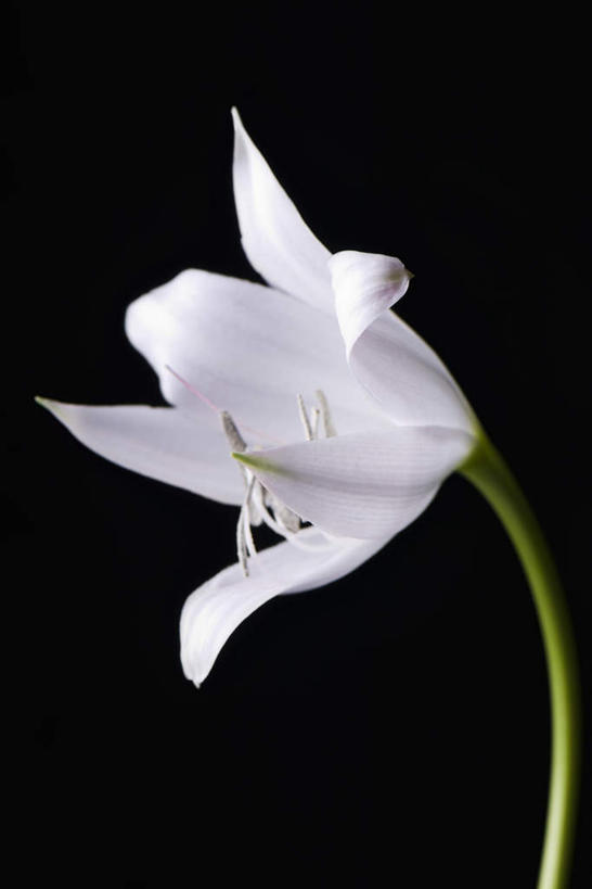 无人,竖图,室内,特写,白天,正面,百合花,阴影,黑色背景,光线,影子,一朵,白色,阳光,摄影,影棚,强瞿,百合蒜,倒仙,番韭,山丹,彩图,影棚拍摄,拍摄