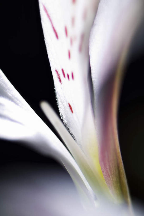 无人,竖图,室内,特写,白天,正面,六出花,阴影,黑色背景,朦胧,模糊,盛开,光线,影子,花蕾,花,花瓣,花朵,鲜花,一朵,白色,阳光,花苞,花蕊,摄影,影棚,彩图,影棚拍摄,拍摄