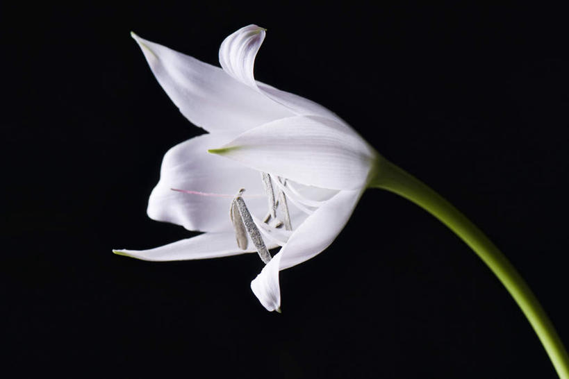 无人,横图,室内,特写,白天,正面,百合花,阴影,黑色背景,盛开,光线,影子,倾斜,花蕾,花,花瓣,花朵,鲜花,一朵,白色,阳光,花苞,花蕊,摄影,影棚,强瞿,百合蒜,倒仙,番韭,山丹,彩图,影棚拍摄,拍摄