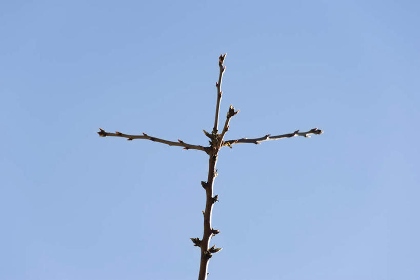 无人,横图,室外,特写,白天,仰视,旅游,度假,美景,植物,阴影,光线,十字架,影子,景观,娱乐,树,树干,树木,蓝色,绿色,蓝天,天空,阳光,自然,天,享受,休闲,景色,放松,生长,成长,自然风光,杏树,彩图,低角度拍摄