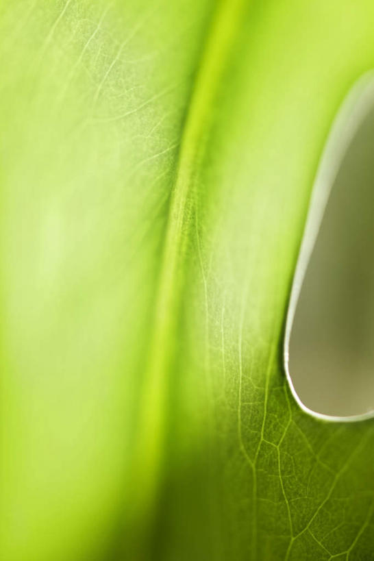 无人,竖图,室外,特写,白天,正面,旅游,度假,美景,叶子,一片,阴影,朦胧,模糊,残缺,光线,影子,景观,绿叶,娱乐,阳光,自然,享受,休闲,嫩叶,景色,放松,自然风光,叶,叶片,彩图