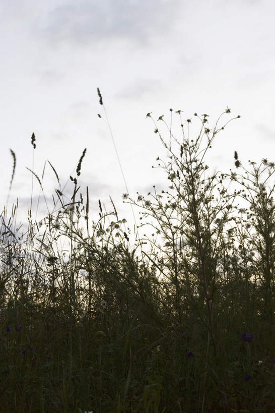 无人,竖图,室外,白天,仰视,旅游,度假,草地,草坪,花海,花圃,美景,植物,叶子,许多,阴影,盛开,光线,影子,景观,云,云朵,背光,花蕾,云彩,娱乐,草,花,花瓣,花朵,花卉,鲜花,蓝色,绿色,白云,蓝天,天空,阳光,自然,花丛,花束,花田,天,花苞,花蕊,享受,休闲,景色,放松,甘菊,晴朗,自然风光,逆光,杭菊花,高尚,杭白菊,晴空,彩图,低角度拍摄