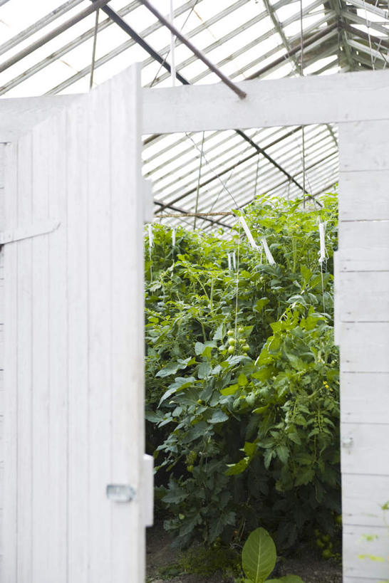 无人,菜园,农田,竖图,室外,白天,正面,庄稼,农作物,美景,植物,门,西红柿,阴影,光线,影子,屋顶,景观,顶棚,温室,绿色,白色,自然,门框,景色,生长,成长,大棚,自然风光,番茄,彩图,耕地,庄稼田