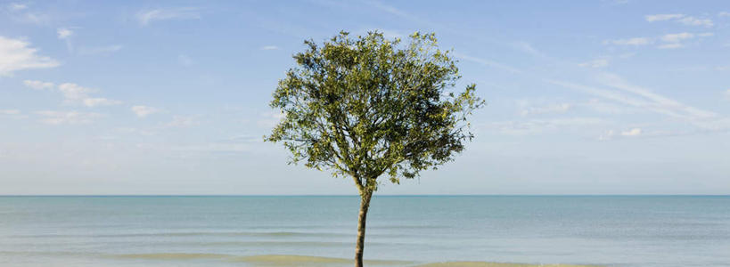 无人,横图,室外,白天,正面,旅游,度假,海浪,海洋,美景,植物,一棵,阴影,光线,影子,景观,浪花,水平线,云,云朵,辽阔,海平线,云彩,娱乐,树,树木,蓝色,绿色,白云,蓝天,天空,阳光,自然,海水,天,享受,休闲,广阔,景色,放松,生长,晴朗,成长,一望无际,自然风光,海景,无边无际,一马平川,大海,风浪,海,海水的波动,近岸浪,涌浪,晴空,彩图,水天相接,水天一线