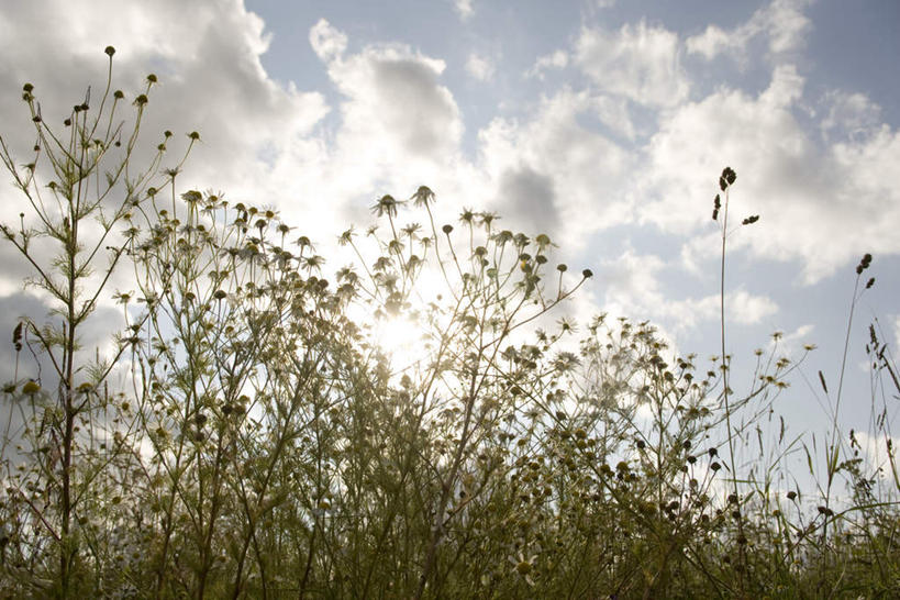 无人,横图,室外,白天,仰视,旅游,度假,花海,花圃,美景,植物,叶子,许多,阴影,盛开,光线,影子,景观,云,云朵,背光,花蕾,云彩,娱乐,花,花瓣,花朵,花卉,鲜花,蓝色,绿色,白云,蓝天,天空,阳光,自然,花丛,花束,花田,天,花苞,花蕊,享受,休闲,景色,放松,甘菊,晴朗,宁静,安宁,自然风光,逆光,杭菊花,高尚,杭白菊,晴空,彩图,低角度拍摄