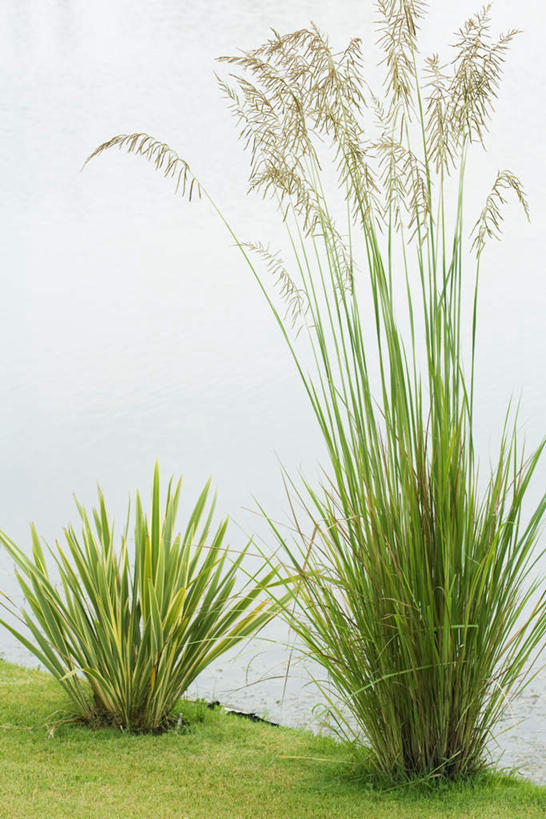 无人,竖图,室外,白天,正面,旅游,度假,草地,草坪,河流,美景,水,植物,芦苇,阴影,光线,影子,河水,景观,水流,娱乐,草,蓝色,绿色,蓝天,天空,阳光,自然,天,享受,休闲,景色,放松,晴朗,自然风光,万里无云,芦芛,晴空,晴空万里,彩图