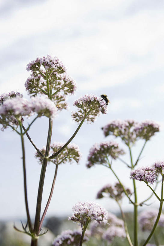 无人,站,竖图,室外,白天,正面,美景,植物,蜜蜂,许多,盛开,昆虫,景观,云,云朵,草药,药草,云彩,注视,中药,花,花瓣,花朵,花卉,鲜花,一只,蓝色,紫色,白云,蓝天,天空,自然,动物,天,花蕊,观察,看,站着,景色,观看,察看,关注,自然风光,药材,中草药,益虫,中药材,本草,止痛,镇静,安眠,安神,缬草,欧缬草,站立,彩图