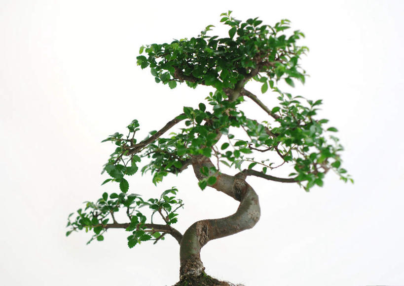 无人,横图,室内,特写,白天,白色背景,正面,美景,植物,静物,盆栽,景观,盆景,绿色,自然,景色,摄影,影棚,生长,成长,一盆,自然风光,彩图,影棚拍摄,拍摄