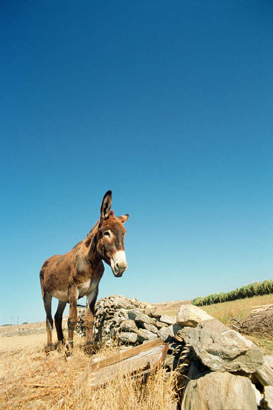 无人,站,竖图,室外,白天,仰视,石头,植物,枯萎,石子,枯草,注视,草,一只,黄色,蓝色,蓝天,天空,动物,天,观察,看,站着,家畜,可爱,活泼,晴朗,观看,察看,关注,驴,万里无云,石块,晴空,晴空万里,站立,彩图,低角度拍摄