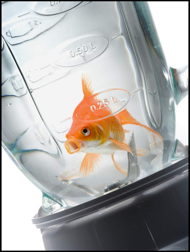 游泳,无人,竖图,室内,白天,白色背景,正面,水,金属制品,一条,金属,金鱼,鱼,液体,水滴,注视,鱼类,一个,观察,看,橙色,摄影,影棚,单个,观看,察看,关注,搅拌机,观赏鱼,金鲫鱼,泅水,拍浮,刀刃,彩图,全身,影棚拍摄,拍摄