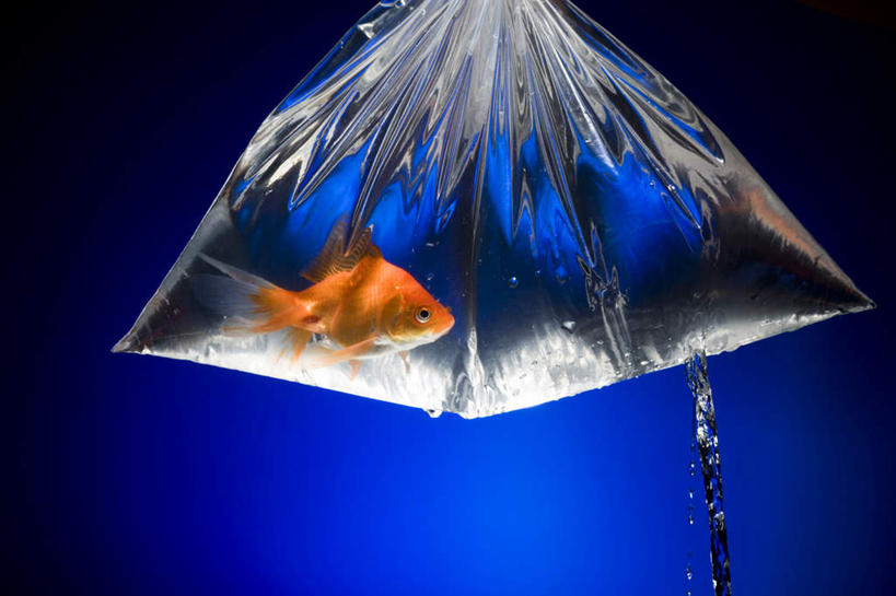游泳,无人,横图,室内,白天,侧面,水,一条,蓝色背景,金鱼,鱼,液体,塑料,水滴,塑料袋,鱼类,塑料制品,橙色,摄影,影棚,观赏鱼,金鲫鱼,泅水,拍浮,彩图,全身,影棚拍摄,拍摄