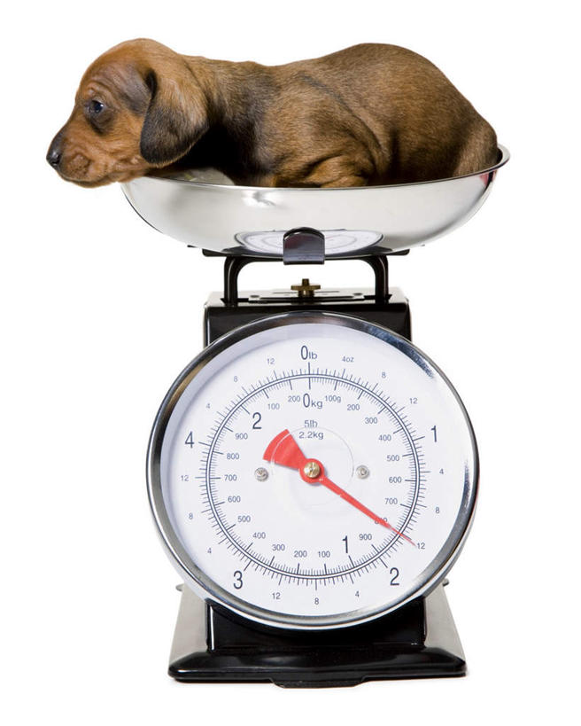 无人,竖图,室内,白天,白色背景,侧面,仪器,宠物,狗,棕色,猎犬,生活,一个,一只,动物,趴着,健康,可爱,摄影,影棚,单个,衡量,体重,计量,德国猎犬,忠诚,衡器,健康秤,秤,体重秤,犬,趴,彩图,全身,影棚拍摄,拍摄