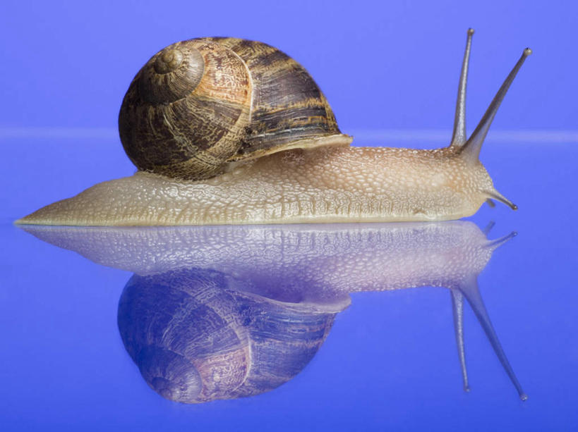 无人,横图,室内,特写,白天,侧面,阴影,蓝色背景,反射,蜗牛,触须,影子,一只,动物,摄影,影棚,软体动物,蠕动,彩图,全身,影棚拍摄,拍摄