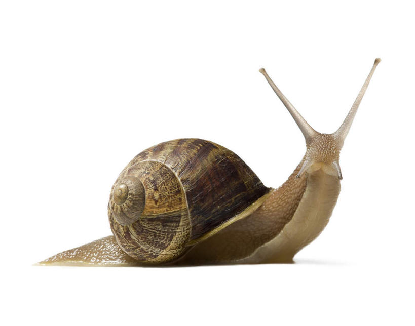 无人,横图,室内,特写,白天,白色背景,侧面,蜗牛,触须,棕色,一只,动物,摄影,影棚,软体动物,蠕动,彩图,全身,影棚拍摄,拍摄