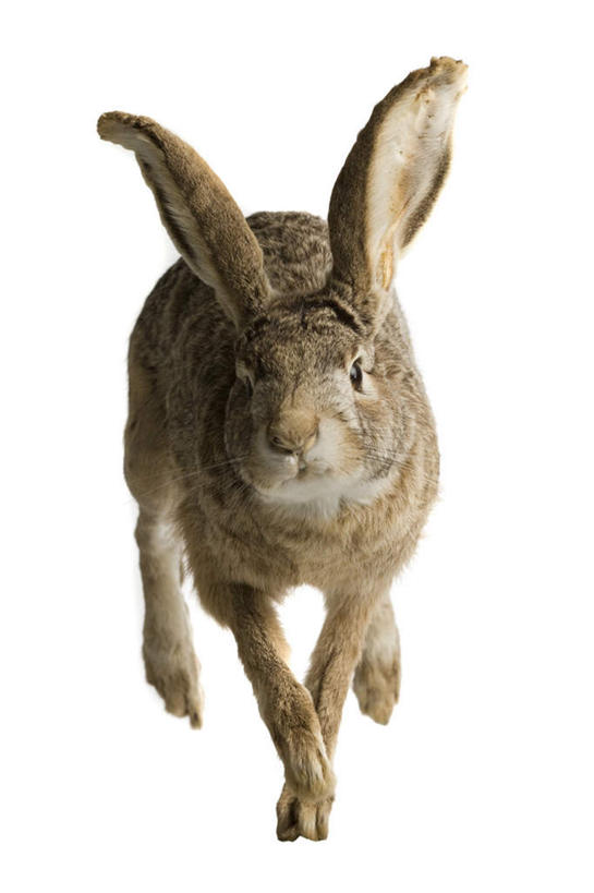 无人,站,竖图,室内,特写,白天,白色背景,正面,哺乳动物,阴影,反射,兔子,标本,影子,注视,一只,灰色,动物,观察,看,站着,摄影,影棚,观看,兔,死亡,察看,关注,殒命,灭亡,站立,彩图,全身,影棚拍摄,拍摄