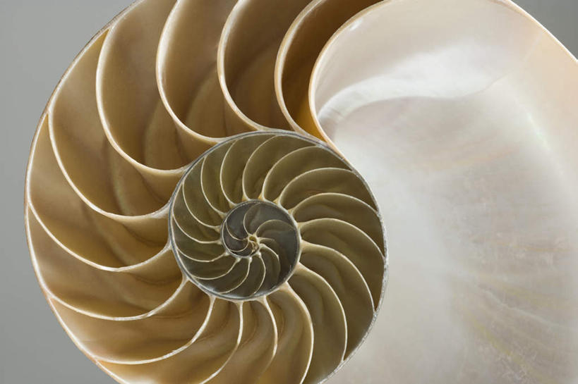 无人,横图,室内,特写,白天,正面,静物,花纹,灰色背景,纹路,螺旋,纹理,鹦鹉螺,海螺,海洋生物,一个,摄影,影棚,单个,软体动物,峨螺,水生动物,水生物,海底动物,肌理,彩图,影棚拍摄,拍摄