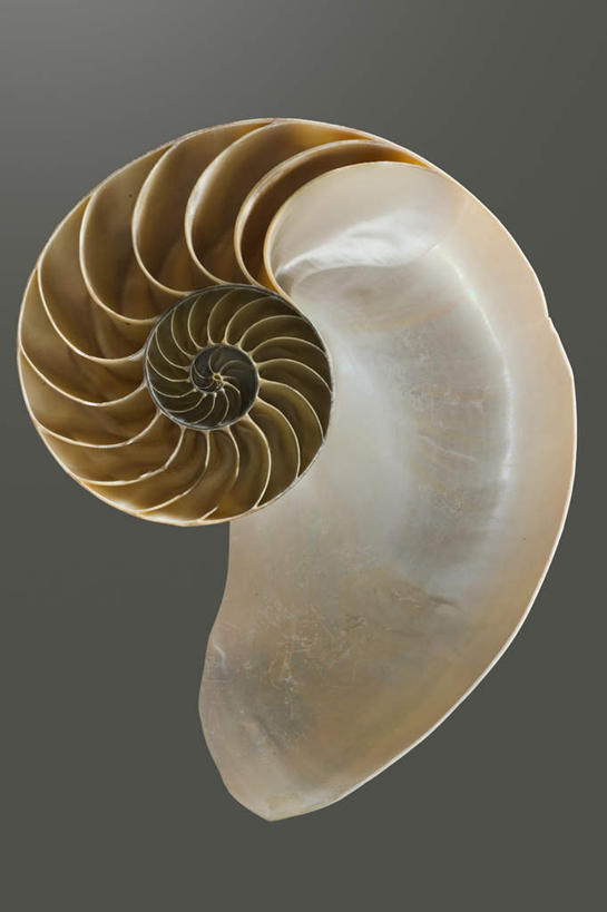 无人,竖图,室内,特写,白天,正面,静物,花纹,灰色背景,纹路,螺旋,纹理,鹦鹉螺,海螺,海洋生物,一个,摄影,影棚,单个,软体动物,峨螺,水生动物,水生物,海底动物,肌理,彩图,影棚拍摄,拍摄