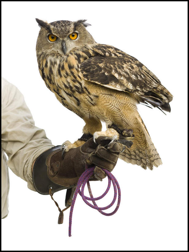 西方人,手,一个人,站,竖图,室内,白天,白色背景,正面,工作服,制服,猫头鹰,鸟,野生动物,欧洲,欧洲人,仅一个男性,仅一个人,握,鸟类,仅一个年轻男性,一只,动物,绳子,站着,手部,握着,摄影,影棚,单手,绳索,凶猛,工作制服,驯兽师,残暴,凶残,男人,男性,年轻男性,白种人,鸮,枭,站立,半身,彩图,影棚拍摄,工作套服,拍摄