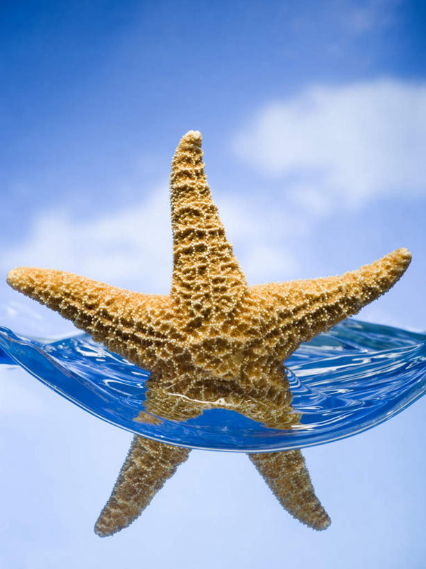 无人,竖图,室内,特写,白天,背景,正面,水,海星,漂浮,液体,水滴,云,星星,云朵,云彩,海洋生物,一只,黄色,蓝色,白云,蓝天,天空,自然,动物,天,星形,生物,摄影,影棚,晴朗,五角形,棘皮动物门,晴空,星鱼,五角星,布景,彩图,影棚拍摄,拍摄