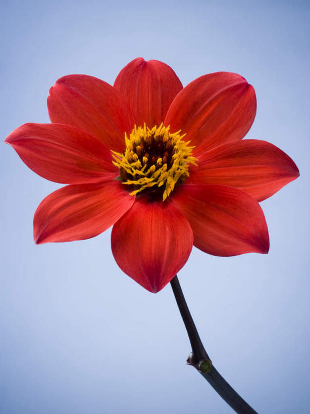 无人,竖图,室内,特写,白天,正面,蓝色背景,盛开,大丽花,花蕾,花,花瓣,花朵,鲜花,一朵,红色,花苞,花蕊,菊花,摄影,影棚,大理花,大丽菊,富丽,大方,彩图,影棚拍摄,拍摄