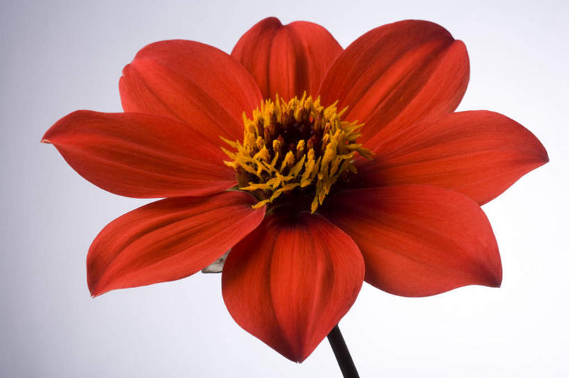 无人,横图,室内,特写,白天,白色背景,正面,阴影,盛开,反射,纹路,纹理,影子,大丽花,花心,花蕾,花,花瓣,花朵,鲜花,一朵,黄色,红色,花苞,花蕊,菊花,摄影,影棚,大理花,大丽菊,肌理,富丽,大方,彩图,影棚拍摄,拍摄