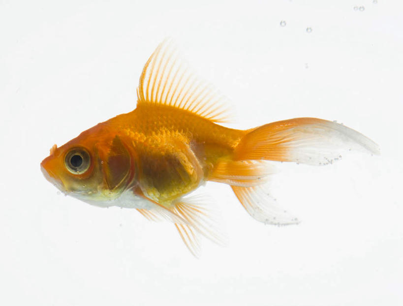 游泳,无人,横图,室内,特写,白天,白色背景,侧面,一条,金鱼,鱼,鱼类,红色,摄影,影棚,游动,观赏鱼,金鲫鱼,彩图,全身,影棚拍摄,拍摄