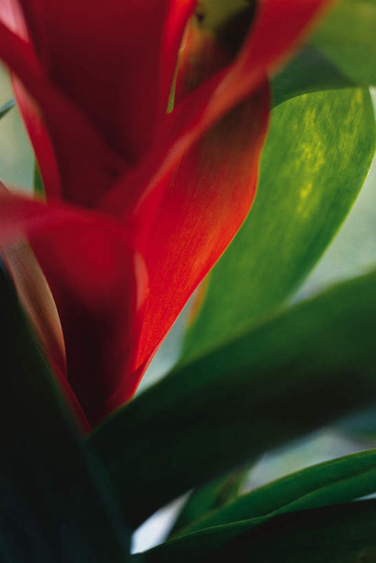无人,竖图,室内,特写,白天,正面,美景,凤梨花,叶子,朦胧,模糊,盛开,景观,绿叶,花蕾,花,花瓣,花朵,鲜花,一朵,红色,自然,花苞,花蕊,嫩叶,景色,自然风光,完美,观赏凤梨,菠萝花,叶,叶片,彩图