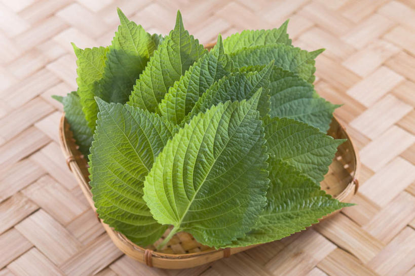 无人,交叉,横图,俯视,室内,特写,白天,餐桌,桌子,竹子,蔬菜,竹制,朦胧,模糊,新鲜,编织,篮子,食品,食物,一个,竹篮,单个,餐台,竹条,交织,竹制品,桑叶,穿插,黄桑,荆桑,桑椹树,家桑,彩图,高角度拍摄