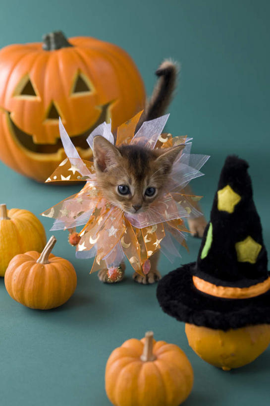 无人,站,竖图,俯视,室内,白天,宠物,猫,南瓜,蔬菜,帽子,绿色背景,阴影,纸质,服装,节日,庆祝,新鲜,影子,金瓜,食品,注视,文化,生日帽,番瓜,食物,一只,动物,观察,看,站着,庆典,南瓜灯,万圣节,可爱,摄影,有机食品,绿色食品,影棚,观看,纪念,麦瓜,倭瓜,察看,小丑帽,关注,猫咪,三角帽,狂欢帽,派对帽,聚会帽,纸帽,索马里猫,站立,彩图,高角度拍摄,全身,影棚拍摄,拍摄