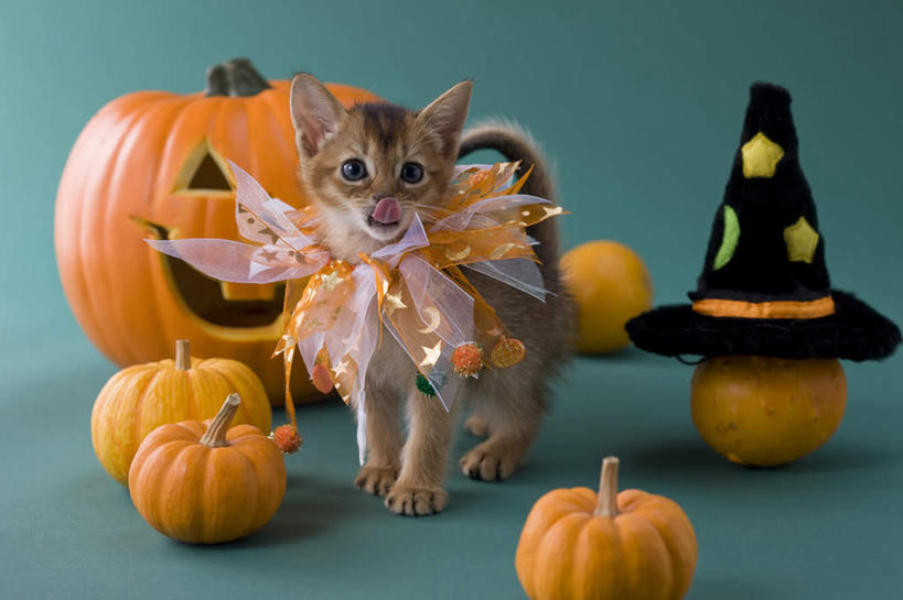 无人,站,横图,室内,白天,正面,宠物,猫,南瓜,帽子,绿色背景,阴影,纸质,服装,节日,庆祝,影子,金瓜,文化,生日帽,番瓜,一只,动物,站着,庆典,南瓜灯,万圣节,可爱,摄影,影棚,纪念,麦瓜,倭瓜,小丑帽,三角帽,狂欢帽,派对帽,聚会帽,纸帽,索马里猫,站立,彩图,全身,影棚拍摄,拍摄