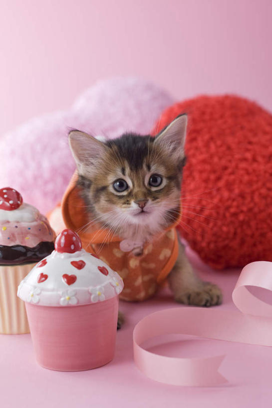 点心,无人,坐,竖图,室内,白天,正面,下午茶,宠物,猫,情人节,粉色背景,服装,爱心,包,皮包,食品,注视,食物,糕点,一只,红色,动物,观察,看,趴着,两只,可爱,摄影,影棚,观看,察看,关注,索马里猫,趴,抬头,仰头,坐着,彩图,全身,影棚拍摄,拍摄,蛋糕