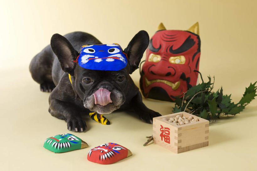 无人,躺,横图,室内,白天,正面,植物,宠物,狗,豆,大豆,蔬菜,一堆,许多,阴影,堆叠,堆积,黄色背景,日本文化,新鲜,斗牛犬,面具,木盒,影子,豆类,豆子,毛豆,食品,注视,吐舌头,盒子,食物,一只,动物,观察,看,伸舌头,鬼脸,吐舌,可爱,摄影,有机食品,绿色食品,影棚,观看,堆,察看,关注,牛头犬,豆科,东亚文化,忠诚,英国斗牛犬,般若,枝豆,斗牛狗,老虎狗,英国老虎犬,卧着,犬,黄豆,躺着,卧,彩图,全身,影棚拍摄,拍摄,传统文化