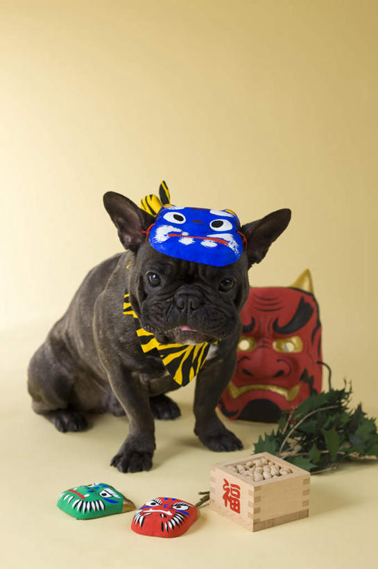 无人,躺,竖图,室内,白天,正面,植物,宠物,狗,豆,大豆,蔬菜,一堆,许多,阴影,堆叠,堆积,黄色背景,日本文化,新鲜,斗牛犬,面具,木盒,影子,豆类,豆子,毛豆,食品,注视,吐舌头,盒子,食物,一只,动物,观察,看,伸舌头,鬼脸,吐舌,可爱,摄影,有机食品,绿色食品,影棚,观看,堆,察看,关注,牛头犬,豆科,东亚文化,忠诚,英国斗牛犬,般若,枝豆,斗牛狗,老虎狗,英国老虎犬,卧着,犬,黄豆,躺着,卧,彩图,全身,影棚拍摄,拍摄,传统文化