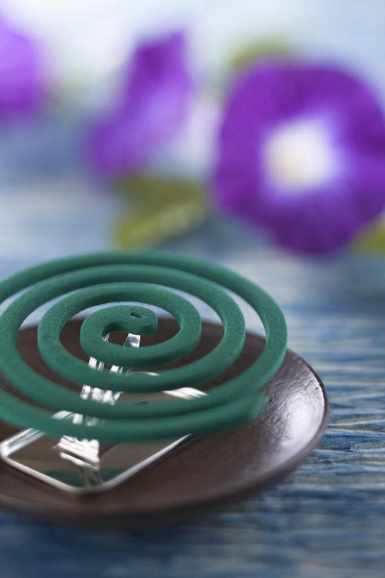 无人,竖图,室内,特写,白天,正面,爱情,喇叭花,朦胧,模糊,盛开,碟子,盘,蚊香,蚊香架,驱蚊,花蕾,架子,花,花瓣,花朵,鲜花,一朵,紫色,盘子,碟,夏天,花苞,花蕊,支撑,虚幻,支撑架,盘香,永恒,牵牛,牵牛子,勤娘子,碧冬茄,朝颜花,灵芝牡丹,冷静,牵牛花,彩图