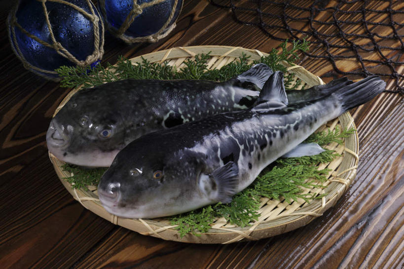 无人,餐厅,横图,俯视,室内,特写,白天,烹饪,餐桌,桌子,柏树,叶子,两条,鱼,日本料理,料理,食品,绿叶,竹扁,菜肴,美食,食物,蓝色,黑色,日式料理,日式,嫩叶,浮标,佳肴,渔网,竹编,餐台,渔具,抓捕,捕捞,鱼网,拉网,捕捞工具,安康鱼,蛤蟆鱼,老头鱼,结巴鱼,丑婆,海鬼鱼,叶,叶片,彩图,高角度拍摄,餐馆,饭店,饭馆