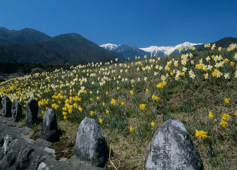 无人,栏杆,横图,室外,白天,正面,旅游,度假,花海,花圃,石头,美景,山,雪,雪山,植物,大雪,水仙花,叶子,长野县,日本,亚洲,阴影,盛开,光线,石子,影子,栅栏,冰,积雪,景观,篱笆,山顶,山峰,雪景,冬季,冬天,围栏,山峦,花蕾,娱乐,护栏,花,花瓣,花朵,花卉,鲜花,蓝色,绿色,蓝天,天空,阳光,自然,花丛,花束,花田,天,花苞,花蕊,享受,休闲,景色,放松,寒冷,晴朗,冰冷,自然风光,东亚,沉积岩,本州,万里无云,本州岛,日本国,中部地方,长野,金盏银台,玉玲珑,女史花,雅蒜,天蒜,严寒,冰凉,酷寒,凛冽,凛凛,极冷,颠峰,极峰,水成岩,驹根市,黄水仙,凌波仙子,水仙,天葱,五色水仙,洋水仙,石块,岩石,晴空,晴空万里,彩图