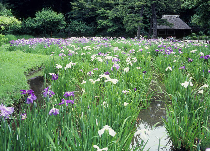无人,植物园,横图,室外,白天,正面,旅游,度假,草地,草坪,花海,花圃,美景,植物,叶子,东京,日本,亚洲,盛开,景观,草药,花蕾,娱乐,中药,草,花,花瓣,花朵,花卉,鲜花,树,树木,绿色,自然,花丛,花束,花田,花苞,花蕊,享受,休闲,景色,放松,生长,成长,鸢尾,自然风光,药材,中草药,东亚,中药材,本草,本州,关东地方,本州岛,日本国,东京都,紫蝴蝶,蓝蝴蝶,乌鸢,扁竹花,小石川植物园,彩图,东京大学大学院理学系研究科附属植物园,小石川,文京区