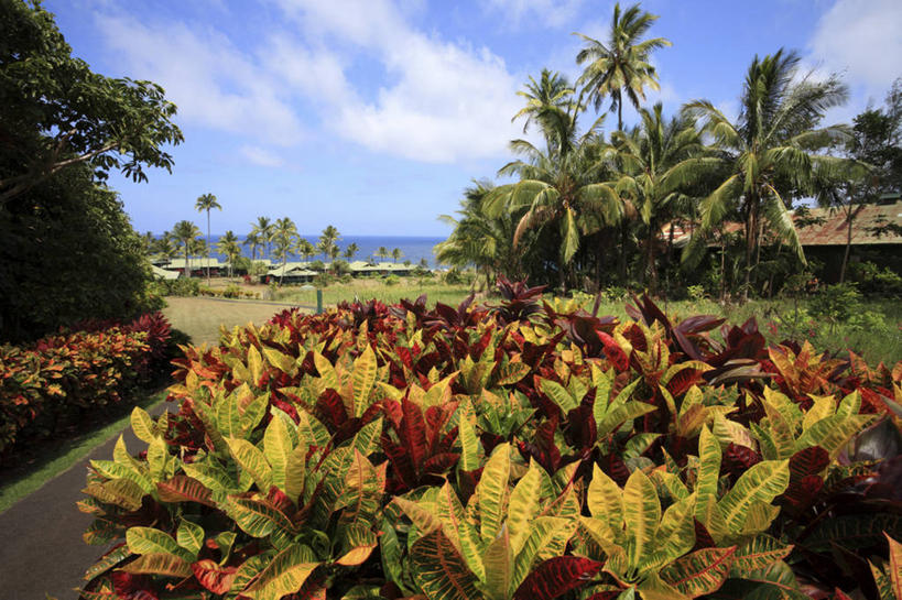 无人,横图,室外,白天,仰视,旅游,度假,草地,草坪,岛屿,美景,植物,道路,路,棕榈树,叶子,夏威夷,美国,阴影,光线,影子,景观,云,云朵,小路,绿叶,交通,云彩,娱乐,草,树,树木,蓝色,绿色,白云,蓝天,天空,阳光,自然,天,享受,休闲,嫩叶,景色,放松,生长,晴朗,成长,北美,北美洲,自然风光,美洲,棕榈叶,夏威夷州,爱洛哈之州,北亚美利加洲,亚美利加洲,叶,叶片,列岛,群岛,诸岛,晴空,棕树,棕榈,彩图,低角度拍摄,哈纳,毛伊岛,茂伊岛,茂宜岛,山谷之岛