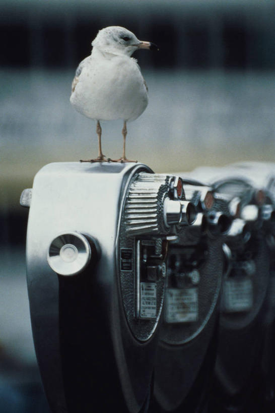 无人,站,竖图,室内,白天,正面,仪器,科技,鸟,眺望,阴影,检查,朦胧,模糊,研究,反射,分析,科学,鸟类,望远镜,影子,扭头,注视,一个,一只,观察,看,站着,转头,清晰,探索,放大,单个,观看,仔细,科研,察看,科学技术,瞭望,聚焦,关注,远视镜,瞭望镜,光学,清楚,双筒镜,双筒望远镜,站立,彩图,全身,光学仪器,千里镜