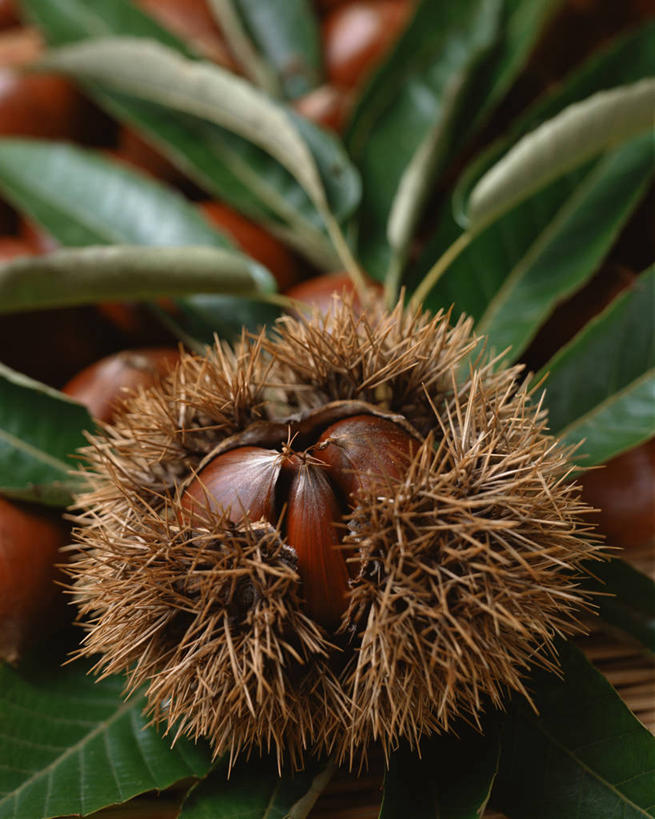 无人,竖图,室内,特写,白天,正面,叶子,阴影,朦胧,模糊,反射,影子,板栗,栗子,坚果,绿叶,毛栗子,一个,嫩叶,剥开,单个,毛栗,栗果,栗楔,叶,叶片,彩图