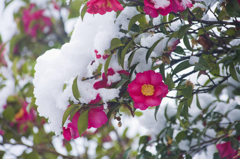 无人,横图,室外,特写,白天,正面,旅游,度假,美景,植物,山茶花,日本,亚洲,朦胧,模糊,盛开,冰,景观,冬季,冬天,枝条,花蕾,娱乐,花,花瓣,花朵,鲜花,树,树木,树枝,自然,花苞,花蕊,享受,休闲,景色,放松,寒冷,冰冷,自然风光,雾凇,东亚,本州,本州岛,日本国,近畿地方,近畿,滋贺,滋贺县,玉茗花,耐冬,严寒,海石榴,冰凉,酷寒,凛冽,凛凛,极冷,茶梅,虬枝,枝杈,树挂,茶花,彩图