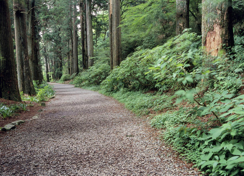 无人,横图,室外,白天,正面,消失点,旅游,度假,美景,森林,树林,植物,道路,路,日本,亚洲,景观,小路,交通,娱乐,树,树木,绿色,自然,享受,休闲,景色,放松,乡间小路,生长,成长,自然风光,东亚,日本国,彩图,没影点,灭点