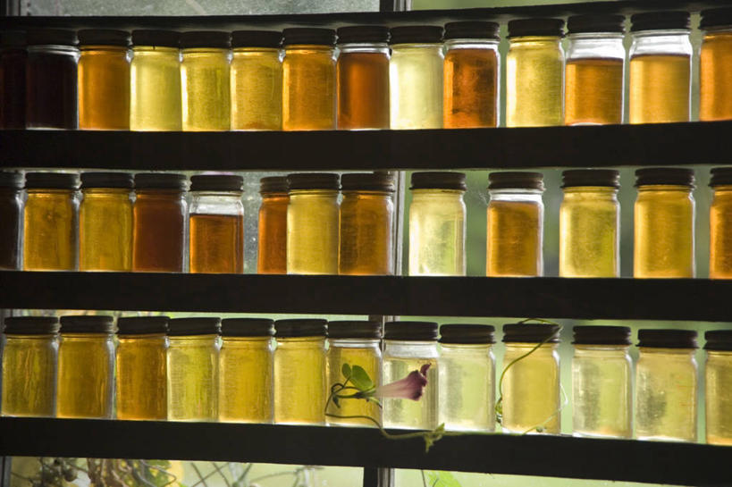 无人,横图,室内,特写,白天,正面,玻璃,一排,许多,整齐,并列,并排,粘稠,调料,糖,调味品,很多,调味料,置物架,架子,玻璃制品,排列,玻璃瓶,瓶子,糖浆,队列,陈列架,平行,枫糖浆,黏稠,广口瓶,浓厚,搁架,彩图