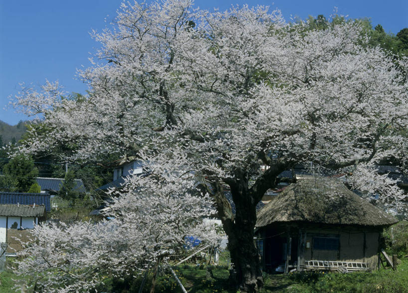 无人,横图,室外,白天,正面,旅游,度假,幸福,纯洁,草地,草坪,美景,植物,樱花,日本,亚洲,阴影,盛开,光线,影子,景观,花蕾,娱乐,草,花,花瓣,花朵,鲜花,树,树木,蓝色,绿色,蓝天,天空,阳光,自然,天,花苞,花蕊,享受,休闲,景色,放松,生长,晴朗,成长,等待,生命,自然风光,东亚,本州,万里无云,本州岛,日本国,中部地方,新潟,新潟县,仙樱花,福岛樱,青肤樱,高尚,热烈,晴空,晴空万里,荆桃,彩图,佐渡市
