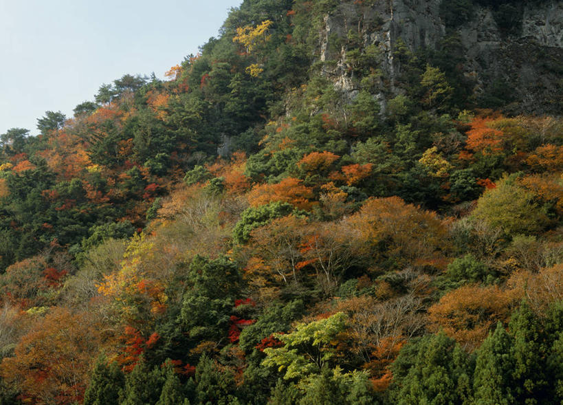 无人,横图,室外,白天,仰视,旅游,度假,石头,美景,秋季,森林,山,山脉,树林,植物,叶子,日本,亚洲,阴影,光线,石子,影子,景观,山峰,悬崖,枯叶,落叶,山峦,娱乐,树,树木,蓝色,绿色,蓝天,天空,阳光,自然,群山,天,享受,休闲,景色,放松,生长,晴朗,成长,自然风光,东亚,本州,万里无云,三重县,本州岛,日本国,近畿地方,近畿,绝壁,三重,叶,叶片,石块,岩石,晴空,晴空万里,秋,秋天,彩图,低角度拍摄,名张市