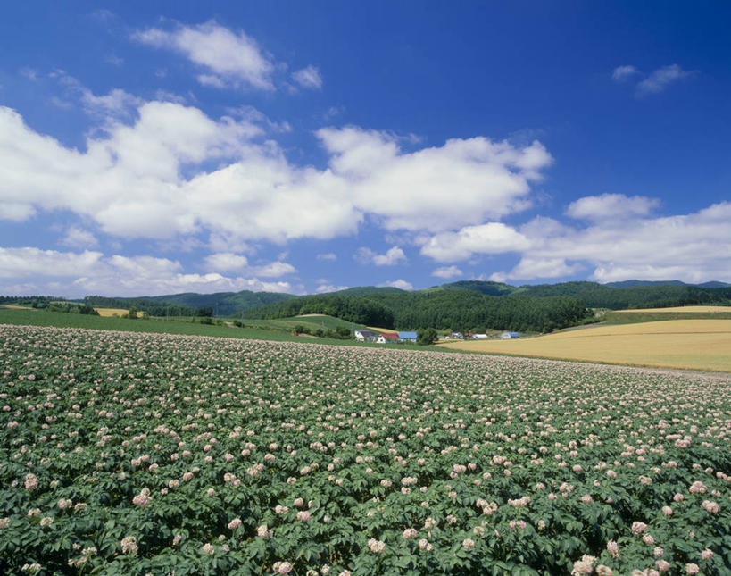 无人,横图,室外,白天,正面,旅游,度假,花海,花圃,美景,森林,山,山脉,树林,植物,蔬菜,土豆,叶子,北海道,日本,亚洲,阴影,新鲜,盛开,光线,影子,景观,山峰,云,云朵,食品,山峦,花蕾,云彩,娱乐,花,花瓣,花朵,花卉,鲜花,树,树木,食物,蓝色,绿色,白云,蓝天,天空,阳光,自然,花丛,花束,花田,群山,天,花苞,花蕊,享受,休闲,景色,放松,有机食品,绿色食品,生长,晴朗,成长,自然风光,东亚,日本国,北海道地方,北海道岛,上富良野町,上富良野,晴空,芋艿,洋芋,山药蛋,马铃薯,彩图
