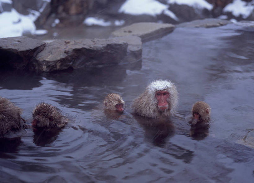 无人,横图,俯视,室外,白天,旅游,度假,美景,温泉,雾,野生动物,猴子,长野县,日本,许多,沸腾,蒸汽,景观,水蒸气,雾气,注视,娱乐,自然,动物,观察,看,享受,休闲,温暖,景色,放松,可爱,泉水,活泼,温和,观看,气体,察看,关注,自然风光,猕猴,日本猕猴,本州,本州岛,日本国,中部地方,长野,蒸发,地热,半身,彩图,高角度拍摄,地狱谷,地狱谷温泉,地狱谷野猿公苑