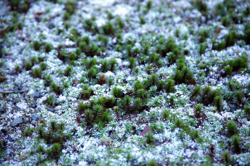 无人,横图,俯视,室外,白天,雪,植物,大雪,许多,覆盖,阴影,光线,盆栽,影子,积雪,雪景,冬季,冬天,盆景,很多,绿色,阳光,自然,寒冷,生长,成长,遮盖,严寒,笼罩,笼盖,彩图,高角度拍摄